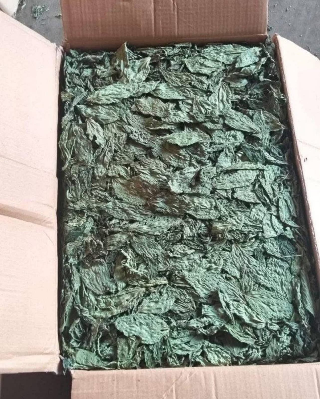 Molokhia leaves Jews Mallow