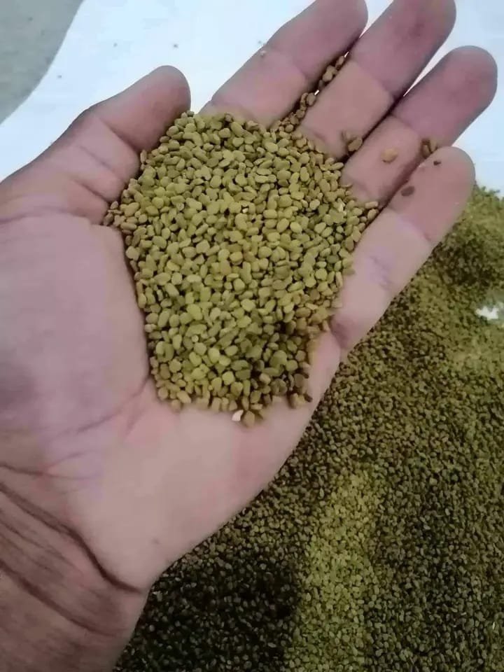 fenugreek